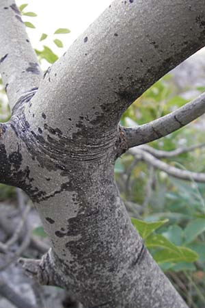 Fraxinus ornus / Manna Ash, Croatia Senj 29.6.2010