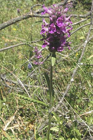 Betonica officinalis \ Echte Betonie, Heil-Ziest, Kroatien Velebit 16.7.2007