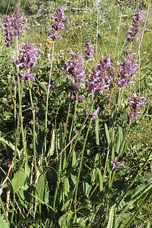 Betonica officinalis \ Echte Betonie, Heil-Ziest, Kroatien Velebit 16.7.2007