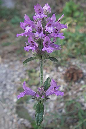 Betonica officinalis \ Echte Betonie, Heil-Ziest / Betony, Kroatien/Croatia Senj 18.7.2007