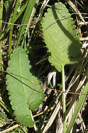 Betonica officinalis \ Echte Betonie, Heil-Ziest, Kroatien Plitvička 19.7.2007