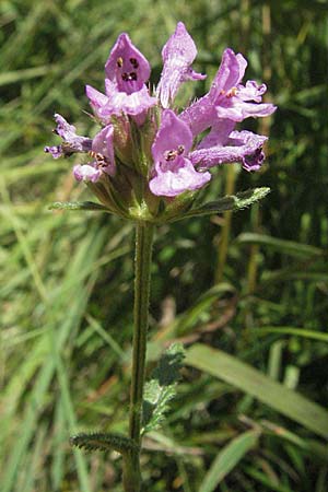 Betonica officinalis \ Echte Betonie, Heil-Ziest, Kroatien Plitvička 19.7.2007