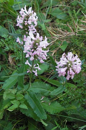 Betonica officinalis \ Echte Betonie, Heil-Ziest, Kroatien Velebit 18.8.2016