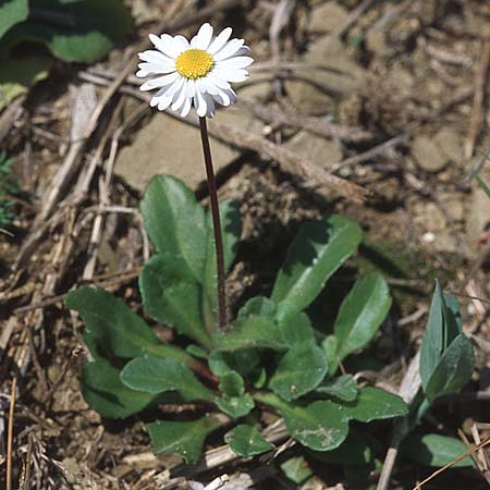 Bellis perennis \ Gnseblmchen, Tausendschn / Common Daisy, Kroatien/Croatia Gruda 3.4.2006