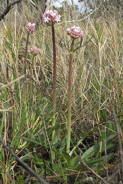 Valeriana tuberosa \ Knolliger Baldrian, Kroatien Šibenik 2.4.2006