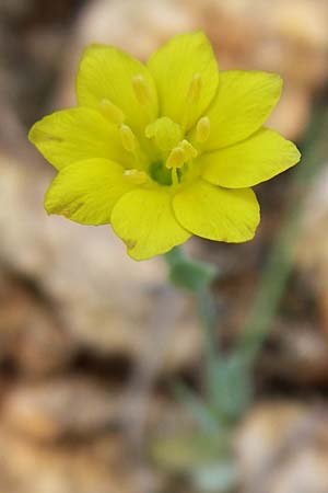 Blackstonia acuminata \ Spter Bitterling / Late Yellow-Wort, Kroatien/Croatia Istrien/Istria, Premantura 5.6.2008