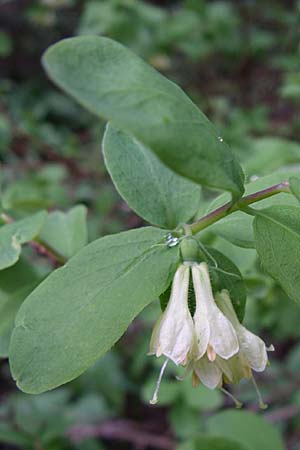 Lonicera caerulea \ Blaue Heckenkirsche, Kroatien Velebit Zavizan 4.6.2008