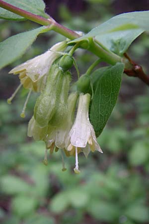 Lonicera caerulea \ Blaue Heckenkirsche, Kroatien Velebit Zavizan 4.6.2008