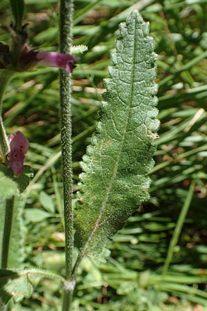 Betonica officinalis \ Echte Betonie, Heil-Ziest, Kroatien Učka 12.8.2016