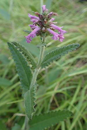 Betonica officinalis \ Echte Betonie, Heil-Ziest / Betony, Kroatien/Croatia Rijeka-Trsat 15.8.2016