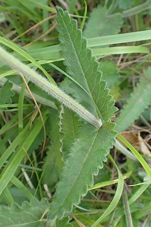 Betonica officinalis \ Echte Betonie, Heil-Ziest / Betony, Kroatien/Croatia Rijeka-Trsat 15.8.2016