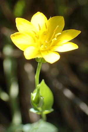 Blackstonia acuminata \ Spter Bitterling / Late Yellow-Wort, Kroatien/Croatia Istrien/Istria, Vrh 11.8.2016