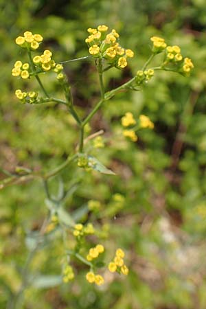 Bupleurum praealtum \ Binsen-Hasenohr, Hohes Hasenohr / Tall Hare's Ear, Kroatien/Croatia Istrien/Istria, Brseč 17.8.2016