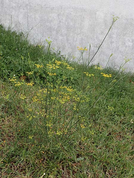 Bupleurum praealtum \ Binsen-Hasenohr, Hohes Hasenohr / Tall Hare's Ear, Kroatien/Croatia Istrien/Istria, Brseč 17.8.2016