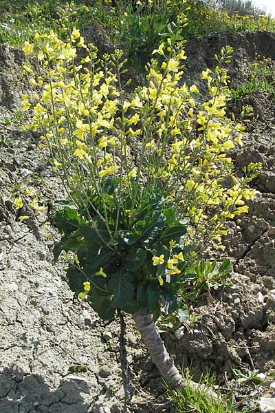 Brassica oleracea subsp. acephala \ Gemse-Kohl / Cale, Kroatien/Croatia Gruda 3.4.2006