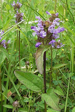 Prunella vulgaris, Selfheal