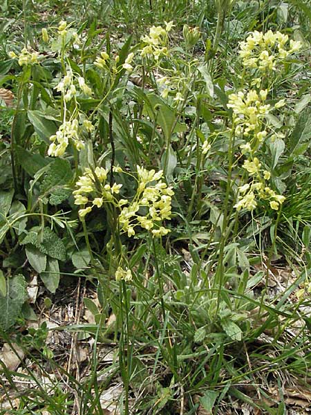 Biscutella laevigata \ Gewhnliches Brillenschtchen, Kroatien Velebit Zavizan 1.6.2006