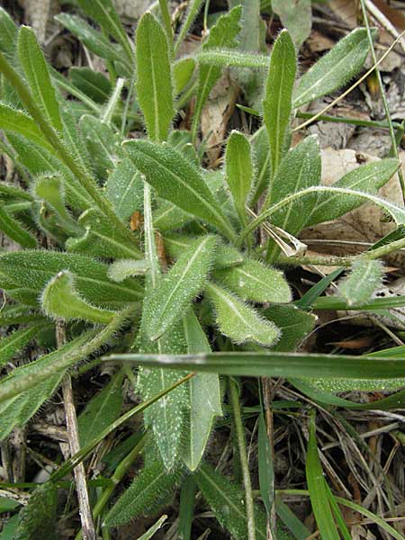 Biscutella laevigata \ Gewhnliches Brillenschtchen, Kroatien Velebit Zavizan 1.6.2006