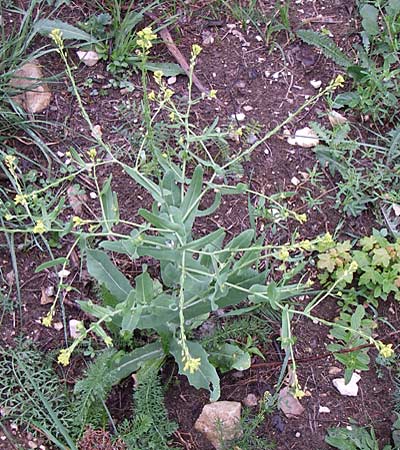 Myagrum perfoliatum \ Hohldotter, Kroatien Učka, Vranja 4.6.2008