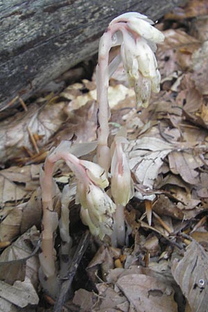 Monotropa hypophegea \ Buchenspargel / Yellow Bird's-Nest, Kroatien/Croatia Učka 17.7.2010