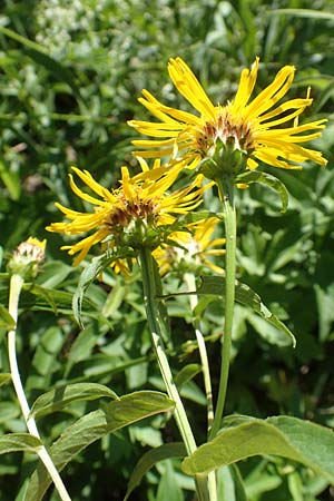 Buphthalmum salicifolium \ Weidenblättriges Ochsenauge, Rindsauge / Yellow Ox-Eye, Kroatien/Croatia Istrien/Istria, Vrh 11.8.2016