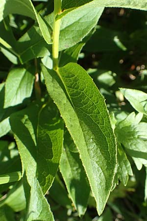Buphthalmum salicifolium \ Weidenblättriges Ochsenauge, Rindsauge, Kroatien Istrien, Vrh 11.8.2016