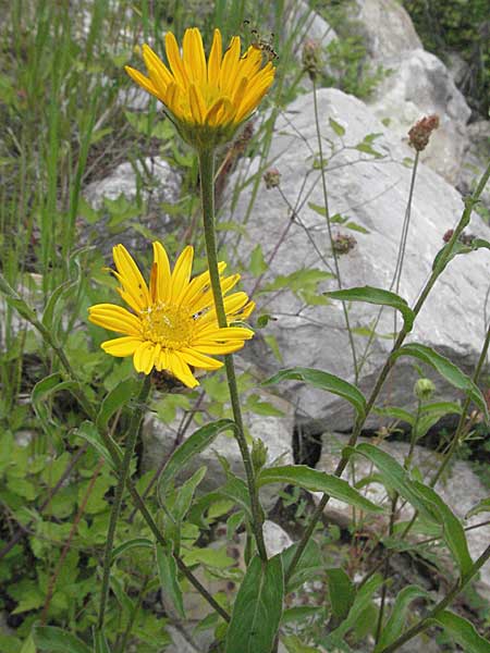 Buphthalmum salicifolium \ Weidenblättriges Ochsenauge, Rindsauge / Yellow Ox-Eye, Kroatien/Croatia Istrien/Istria, Gračišće 27.5.2006