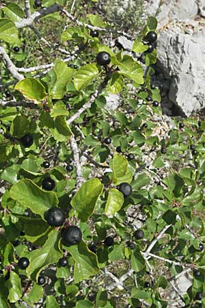 Frangula rupestris \ Felsen-Faulbaum / Rock Buckthorn, Kroatien/Croatia Senj 18.7.2007