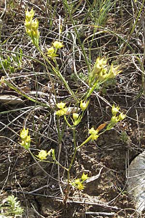 Bupleurum veronense \ Verona-Hasenohr, Kroatien Plitvička 18.7.2007