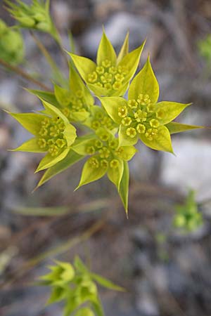 Bupleurum veronense \ Verona-Hasenohr, Kroatien Šibenik 2.6.2008