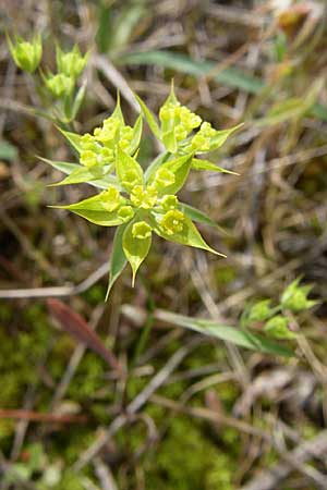 Bupleurum veronense \ Verona-Hasenohr, Kroatien Istrien, Premantura 5.6.2008