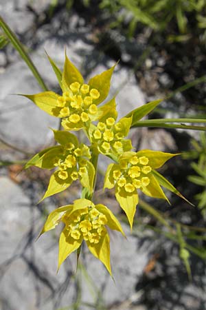 Bupleurum veronense \ Verona-Hasenohr, Kroatien Senj 29.6.2010