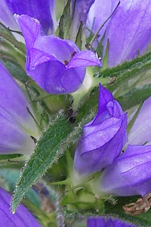 Campanula glomerata \ Knuel-Glockenblume / Clustered Bellflower, Kroatien/Croatia Velebit 18.8.2016