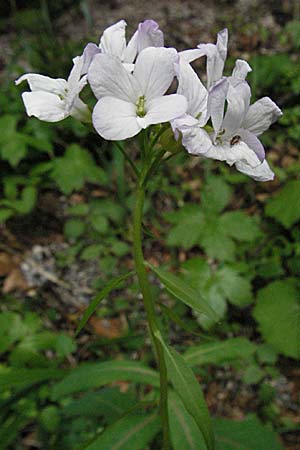 Cardamine bulbifera \ Knllchen-Zahnwurz, Zwiebel-Zahnwurz / Coral-Root Bitter-Cress, Kroatien/Croatia Velebit 31.5.2006