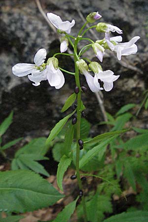 Cardamine bulbifera \ Knllchen-Zahnwurz, Zwiebel-Zahnwurz / Coral-Root Bitter-Cress, Kroatien/Croatia Velebit 1.6.2006