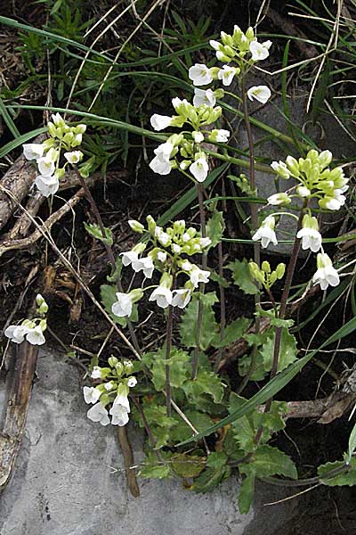 Arabis alpina subsp. alpina \ Alpen-Gnsekresse / Alpine Rock-Cress, Kroatien/Croatia Velebit Zavizan 1.6.2006