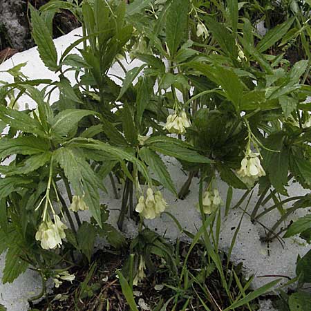 Cardamine enneaphyllos \ Quirlblttrige Zahnwurz, Kroatien Velebit Zavizan 1.6.2006