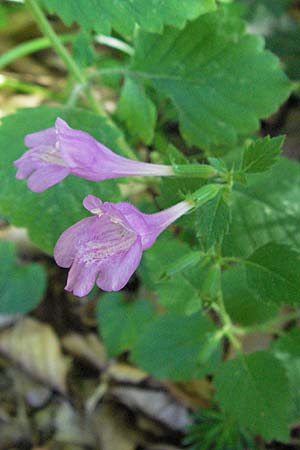 Clinopodium grandiflorum \ Grobltige Bergminze, Kroatien Velebit 16.7.2007