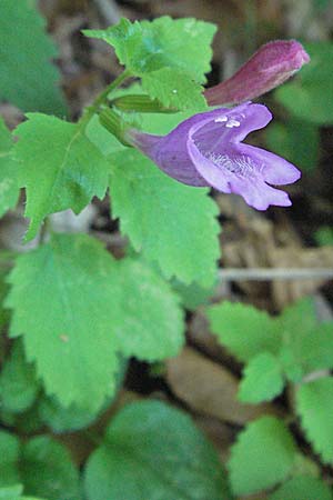 Clinopodium grandiflorum / Greater Calamint, Croatia Velebit 16.7.2007