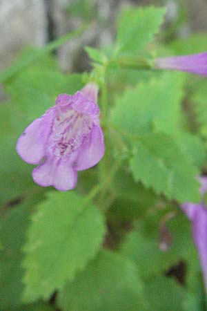 Clinopodium grandiflorum \ Grobltige Bergminze / Greater Calamint, Kroatien/Croatia Velebit 16.7.2007