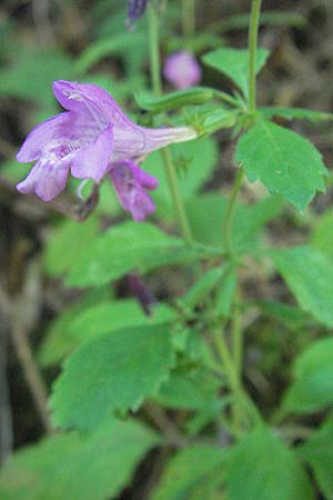 Clinopodium grandiflorum / Greater Calamint, Croatia Velebit 16.7.2007