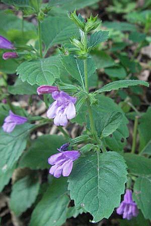 Clinopodium grandiflorum \ Grobltige Bergminze / Greater Calamint, Kroatien/Croatia Velebit 17.7.2007