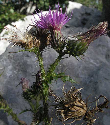 Carduus defloratus ? / Alpine Thistle, Croatia Velebit Zavizan 17.7.2007