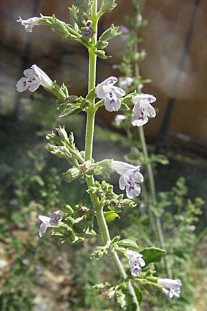 Clinopodium calamintha \ Kleinbltige Bergminze / Lesser Calamint, Kroatien/Croatia Senj 18.7.2007