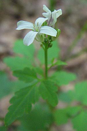 Cardamine chelidonia \ Schllkraut-Zahnwurz, Kroatien Plitvička 19.7.2007