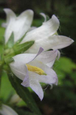 Campanula trachelium \ Nesselblttrige Glockenblume, Kroatien Plitvička 19.7.2007