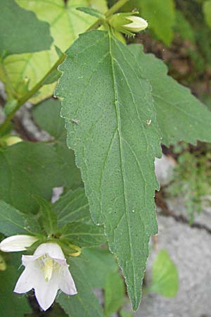 Campanula trachelium \ Nesselblttrige Glockenblume, Kroatien Plitvička 19.7.2007