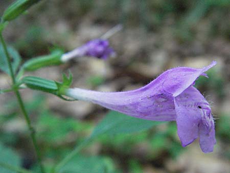 Clinopodium grandiflorum / Greater Calamint, Croatia Učka 14.7.2007