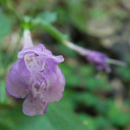 Clinopodium grandiflorum \ Grobltige Bergminze, Kroatien Učka 14.7.2007