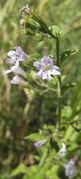 Clinopodium menthifolium subsp. ascendens \ Aufsteigende Bergminze / Common Calamint, Kroatien/Croatia Istrien/Istria, Rabac 15.7.2007